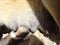 Mom dog breastfeeding her puppies, motherhood. mother, breastfeed, newborns