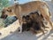 Mom dog breastfeeding her puppies, motherhood. mother, breastfeed, newborns