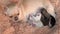 Mom dog Chihuahua feed tiny newborn puppies breast milk. breeding purebred dogs.