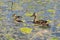 Mom duck with ducklings on the lake, breeding offspring in the wild, care for mallards about their cubs
