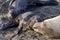 Mom elephant seal with pups on beach