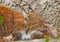 Mom gently licks her kitten. symbol of care and love. beautiful cat lynx closeup in summer