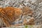 Mom gently licks her kitten. symbol of care and love. beautiful cat lynx closeup in summer