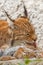 Mom gently licks her kitten. symbol of care and love. beautiful cat lynx closeup in summer