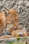 Mom gently licks her kitten. symbol of care and love. beautiful cat lynx closeup in summer