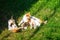 Mom ginger cat breastfeeds ginger kittens on green grass, close-up, copy space, template