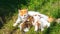 Mom ginger cat breastfeeds ginger kittens on green grass, close-up, copy space, template