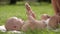 Mom gives a flower to his newborn child.