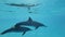 Mom with juvenile dolphin slowly swims in a circle under surface in blue water.