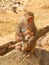 Mom and kid, GaltaJi Temple, Jaipur, India