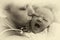 Mom kisses a newborn baby, vintage photo with toning