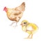 Mom and little chicken watercolor family