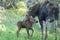 Mom Moose and Baby Calf