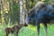 Mom Moose and Baby Calf