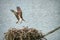 Mom osprey returning to the nest