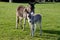 Mom\'s and a small donkey on the grass