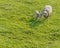 Mom sheep sheltering lambs