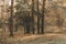 Mom and son are walking through the autumn forest. rear view. Autumn mixed forest in the rays of the sun. Pines, birches, firs in