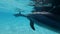 Mom who shielded baby dolphin swims under surface in the blue water. Slow motion, Closeup, Underwater shot.