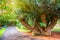 Mombasa cycad tree
