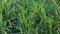 Mombasa guinea: Paspalum Maximum Cv. Mombasa: Grass for animals, buffalo grass in Thailand