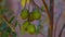 Mombins Tree Fruit