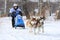 The moment of arrival on the dogs in the winter during the Husky festival 2019 in Novosibirsk