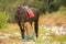 Moment of friendship between a woman and a black horse