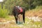 Moment of friendship between a woman and a black horse