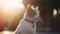 A moment frozen in time: a cat shines in golden hour\'s glow