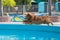 The moment the golden retriever jumped into the water