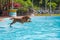 The moment the golden retriever jumped into the water