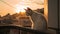 A moment of pure elegance: a cat in golden hour\'s light