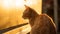 A moment of pure serenity: a cat glows in the golden hour\'s radiance