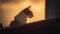 A moment of pure tranquility: a cat shines in the golden hour\'s radiance