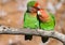 Moment of tenderness between a pair of parrots