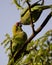 Moment of tenderness between a pair of rose-ringed parrots