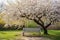 A Moment of Tranquility: A Blossom Cherry Tree in a City Park with a Bench for Relaxation. Generative AI