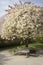 A Moment of Tranquility: A Blossom Cherry Tree in a City Park with a Bench for Relaxation. Generative AI