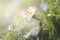 Moment of a woman sitting in the shade of a gigantic daisy in a green meadow