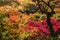 Momiji, Japanese maple during autumn