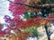 The momiji, Japanese maple in autumn season