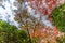 Momiji (Maple tree) Autnum leaves landscape near Ruriko-in Komyo-ji temple. Kyoto, Japan