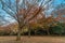 Momiji (maple tree) Autumn colors, Fall foliage sunset at Yoyogi Park