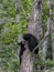 Momma Black Bear and Cub