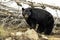 Momma black bear in yellowstone