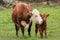 Momma Cow and Calf