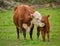 Momma Cow and Calf