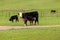 Momma Cow nursing calf on a warm spring day. Black Hereford Cows