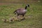Momma Goose and Her Goslings